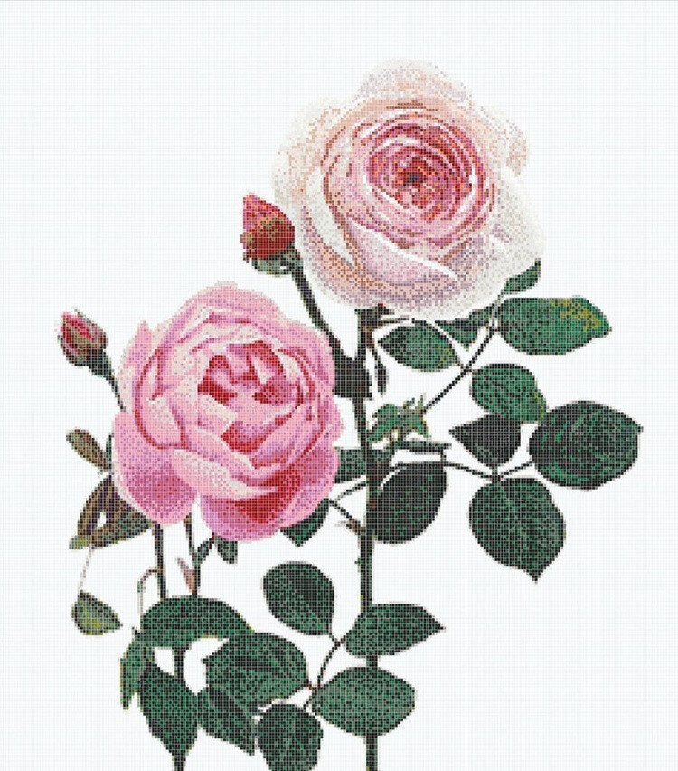MALMAISON ROSA
