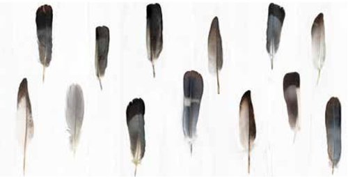 DECORANDUM PLUMA