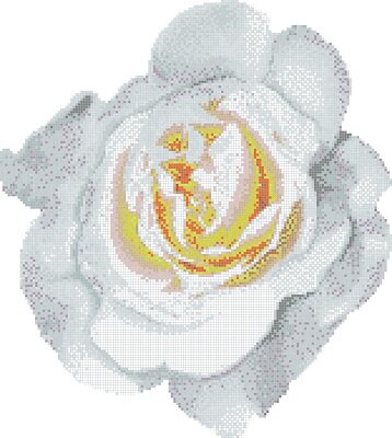 ROSA BIANCA